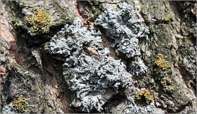 Hypogymnia physodes on elm, Młyńska, Blizocin 21-146 - Zdjęcia