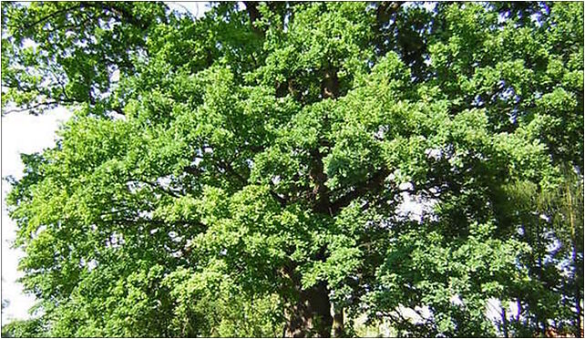 Iława - Dąb kościelny, Niepodległości16 2, Iława 14-200 - Zdjęcia
