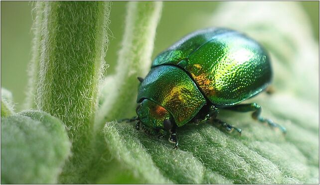 IMG 0014 beetle, Zgierz, Zgierz 76-220 - Zdjęcia