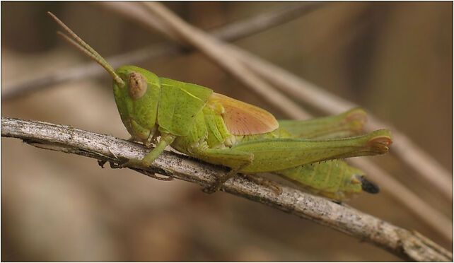 IMG 0031 Tettigoniidae, Zgierz, Zgierz 76-220 - Zdjęcia