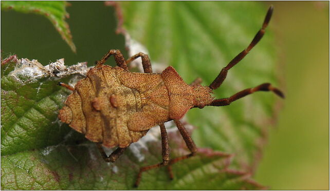 IMG 0071 Hemiptera, Zgierz, Zgierz 76-220 - Zdjęcia