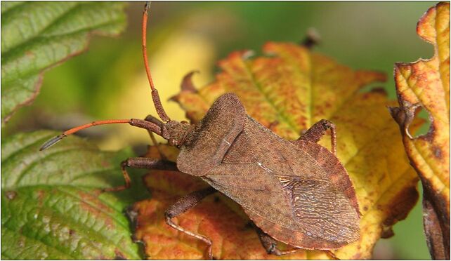 IMG 0080 Hemiptera, Zgierz, Zgierz 76-220 - Zdjęcia