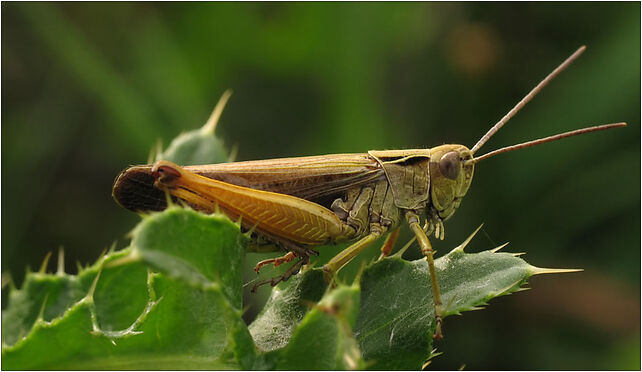 IMG 0395 Tettigoniidae, Zgierz, Zgierz 76-220 - Zdjęcia