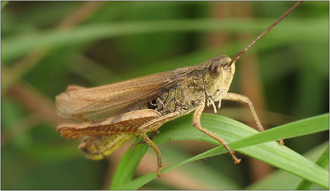 IMG 0400 Tettigoniidae, Zgierz, Zgierz 76-220 - Zdjęcia