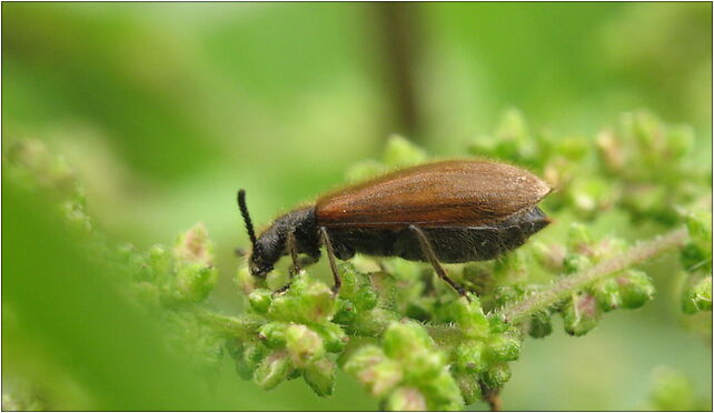 IMG 0493 Coleoptera, Zgierz, Zgierz 76-220 - Zdjęcia