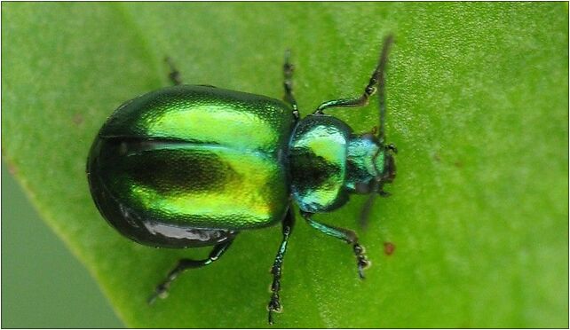 IMG 0584 Gastrophysa viridula, Zgierz, Zgierz 76-220 - Zdjęcia