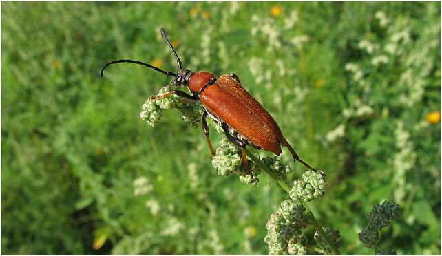 IMG 0731 beetle, Zgierz, Zgierz 76-220 - Zdjęcia