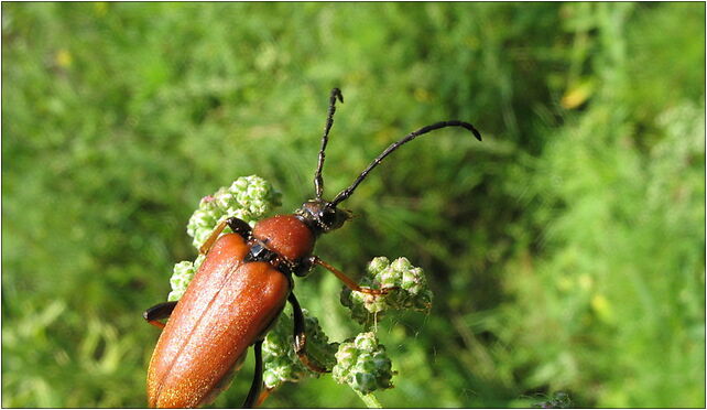 IMG 0738 beetle, Zgierz, Zgierz 76-220 - Zdjęcia