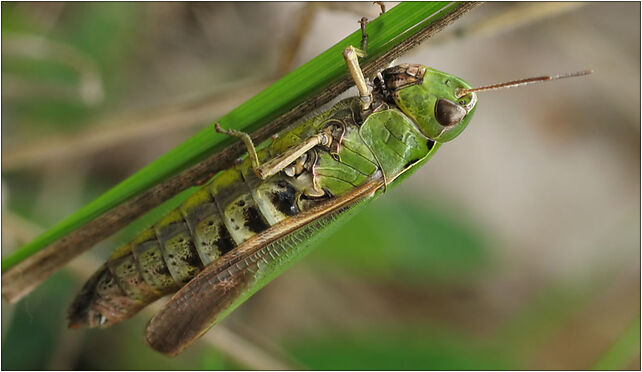 IMG 0790 Tettigoniidae, Zgierz, Zgierz 76-220 - Zdjęcia