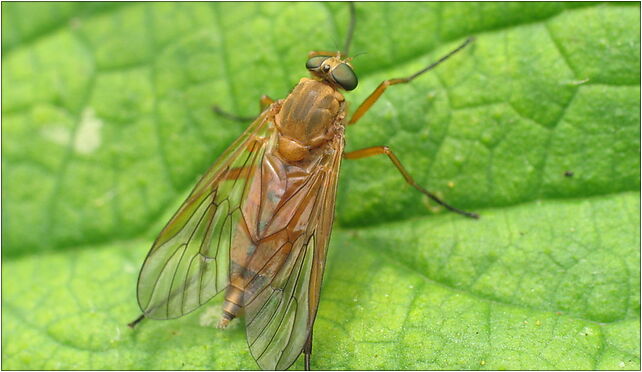 IMG 0855 diptera, Zgierz, Zgierz 76-220 - Zdjęcia