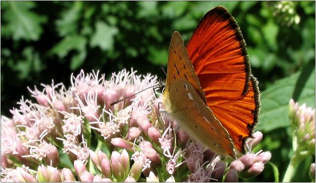 IMG 2189 butterfly, Lubelska, Zabrze 41-800 - Zdjęcia