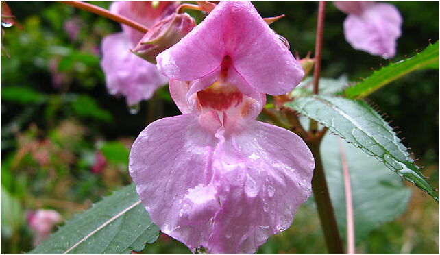 Impatiens glandulifera kwiat, Jeleniogórska, Szklarska Poręba 58-580 - Zdjęcia