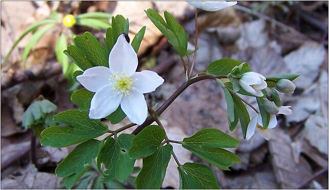 Isopyrum thalictroides a1, RawskaE678, Babsk 96-200 - Zdjęcia