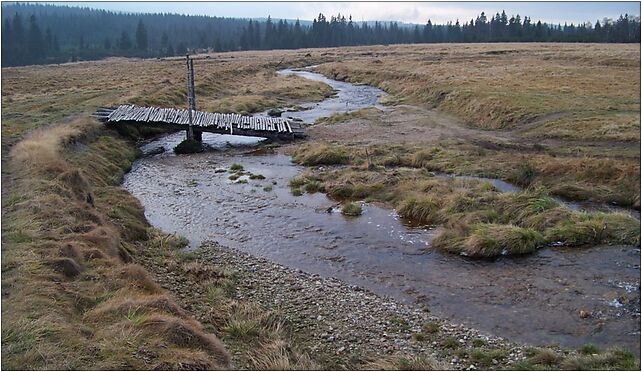 Jagniecy Potok, footbridge (01), Hala Izerska, Hala Izerska 59-630 - Zdjęcia