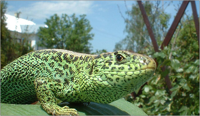 Jaszczurka-Lacerta agilis, Krośnieńska, Wrocanka 38-455 - Zdjęcia