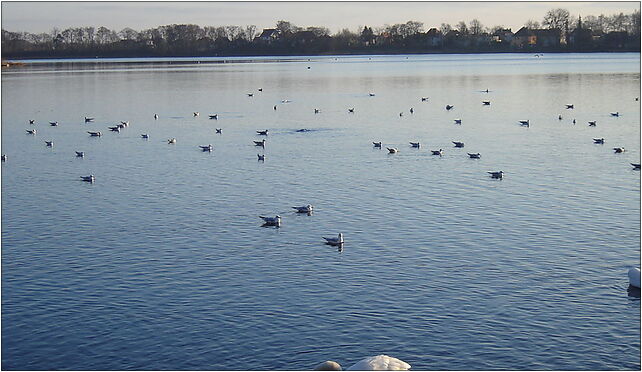 Jezioro Kluki - fauna, Władysława Jagiełły, Choszczno 73-200 - Zdjęcia