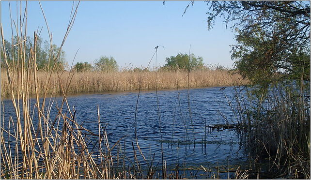 Jezioro Zawierzbie (woj świętokrzyskie), Koćmierzów, Koćmierzów 27-650 - Zdjęcia