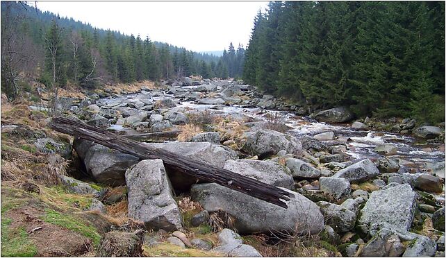 Jizera u Karlovského mostu, proti proudu, Jakuszyce-Harrachov 58-580 - Zdjęcia