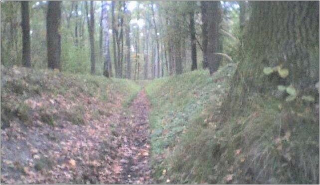 Kabaty Forest trench, Rolna, Warszawa 02-834 - Zdjęcia