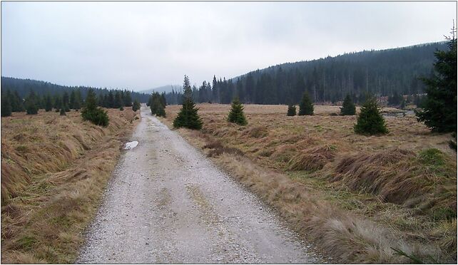 Kobyla Łąka (Izera Mountains), Hala Izerska - Zdjęcia