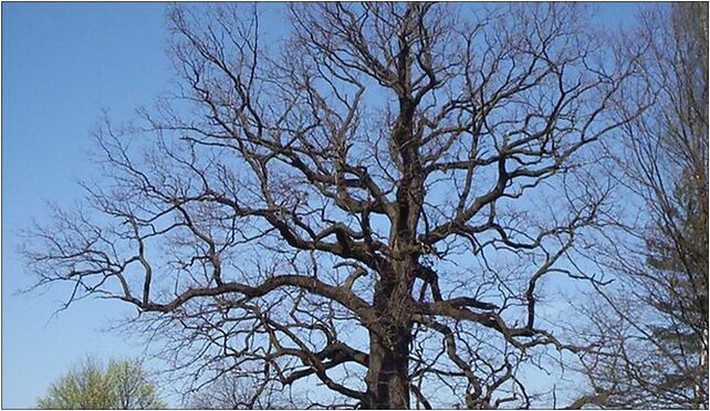 Korytow quercus robur01, Dębowa, Korytów A 96-300 - Zdjęcia