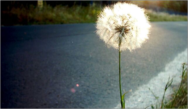 Krzesiny Dandelion, Krzesiny, Poznań 61-321 - Zdjęcia