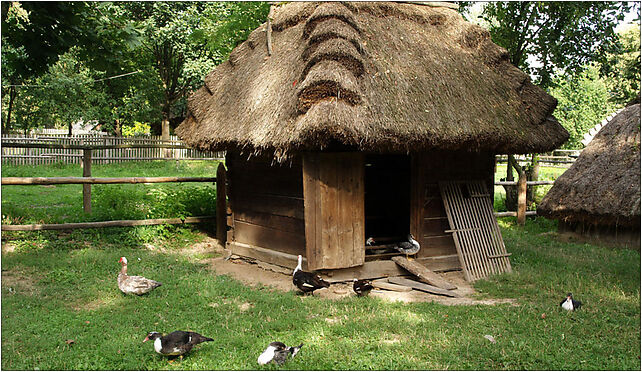 Kurnik Lublin Skansen, Warszawska, al., Lublin od 20-803 do 20-824 - Zdjęcia