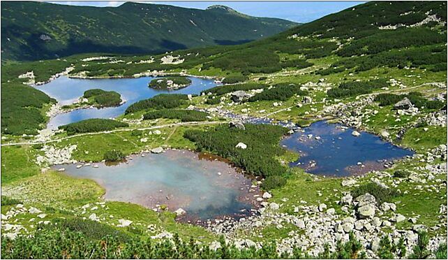 Kurtkowiec i czerwone, Hala Gąsienicowa, Zakopane 34-500 - Zdjęcia