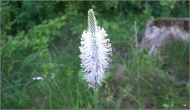 Kwiatplantago, Nowy Półwiosek, Nowy Półwiosek 62-561 - Zdjęcia