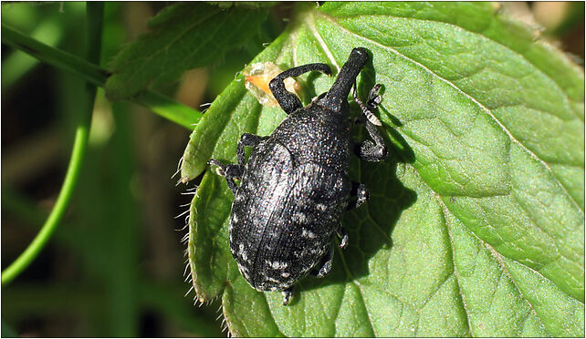 Larinus sturnus IMG 3919 (Nemo5576), Zgierz, Zgierz 76-220 - Zdjęcia