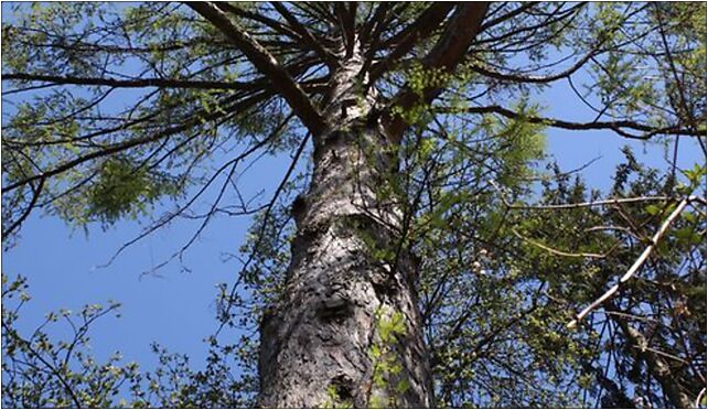 Larix decidua Marki 2, Kasztanowa, Marki 05-270 - Zdjęcia