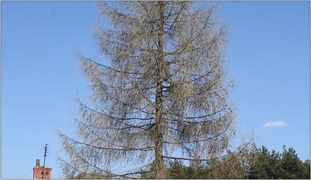 Larix decidua Marki, Krasińskiego Zygmunta 8, Marki 05-270 - Zdjęcia