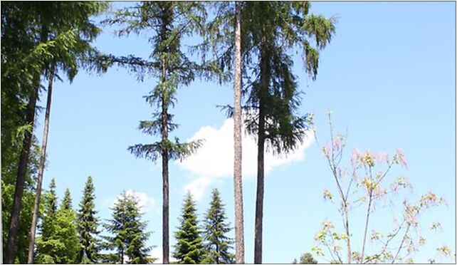 Larix decidua Rogów, Leśna, Rogów 95-063 - Zdjęcia