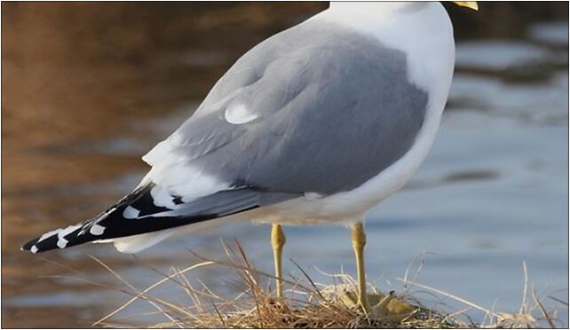 Larus canus1, Grodkowska 11, Otmuchów 48-385 - Zdjęcia