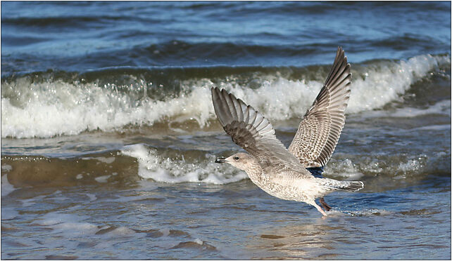 Larus canus juvenile, Żeromskiego Stefana, Świnoujście 72-600 - Zdjęcia