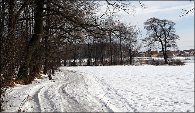 Las Mąkołowiec 23.02.10, Wronia, Tychy 43-100 - Zdjęcia