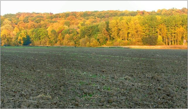 Las Mariański panorama jesień długa, Wiślana, Ostromecko 86-070 - Zdjęcia