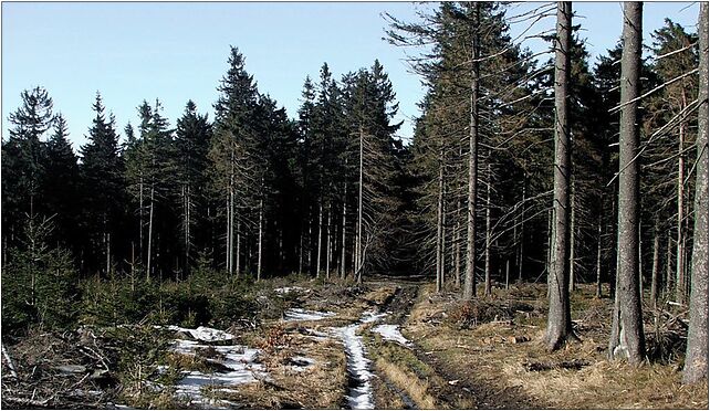 Las na stoku Rykowiska, Nowa Morawa-Srare Mesto, Nowa Morawa 57-550 - Zdjęcia