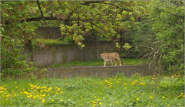 Lew azjatycki (Panthera leo persica), łódzkie zoo, Krzemieniecka od 94-017 do 94-303 - Zdjęcia