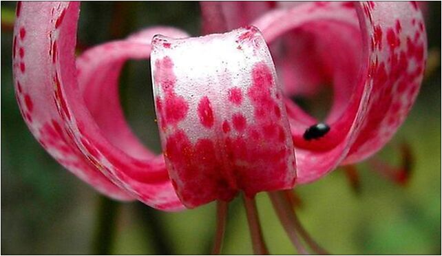 Lilium martagon Germany 01, Nowy Świat, Nowy Świat 66-320 - Zdjęcia