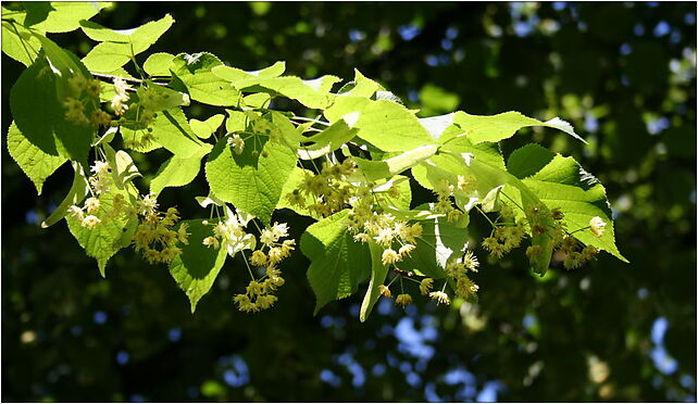 Lime tree, RawskaE678, Babsk 96-200 - Zdjęcia