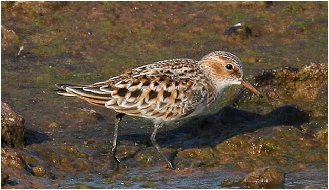 Little Stint, Grodkowska 11, Otmuchów 48-385 - Zdjęcia