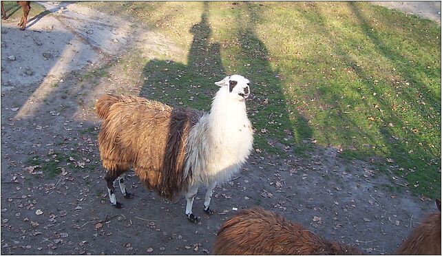 Llama in silesian zoo, Promenada gen. Jerzego Ziętka, Chorzów 41-516 - Zdjęcia