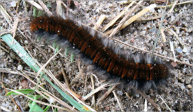 Macrothylacia rubi caterpillar IMG 3744 (Nemo5576), Zgierz, Zgierz 76-220 - Zdjęcia