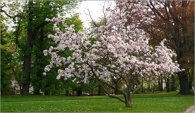 Magnolia soulangeana - Lancut - Kroton 001, 3 Maja, Łańcut 37-100 - Zdjęcia