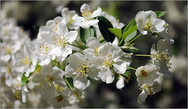 Malus sargentii flowers, Leśna, Rogów 95-063 - Zdjęcia