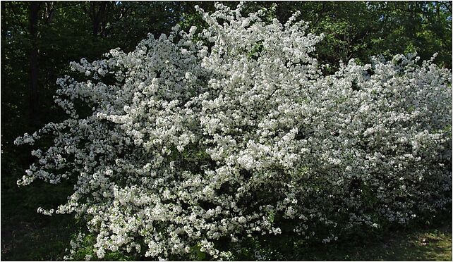 Malus sargentii, Leśna, Rogów 95-063 - Zdjęcia