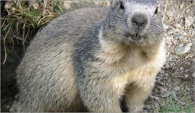 Marmota marmota Alpes2, Droga Brata Alberta, Zakopane 34-500 - Zdjęcia