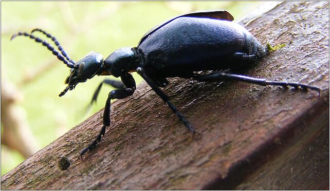 Meloe violaceus-Oleica fioletowa, Krośnieńska, Wrocanka 38-455 - Zdjęcia