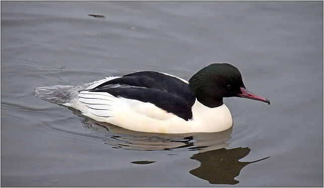 Mergus merganser -Sandwell -England -male-8, Grodkowska 11 48-385 - Zdjęcia